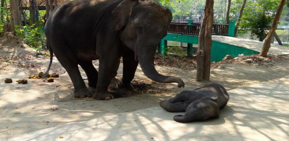 Naypyidaw Zoological Garden