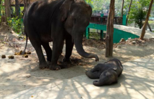 naypyidaw-zoological-garden